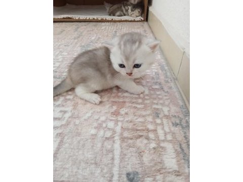 Anne british shorthair baba amerikan shorthair