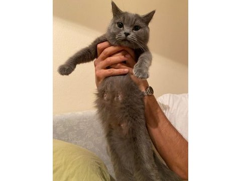 Çok uslu british shorthair