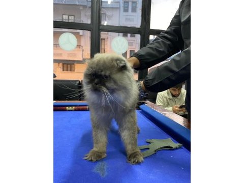 British slonghair casper yeni sahibini bekliyor
