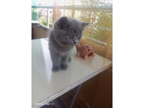 Muhteşem güzellikte british shorthair yavrular yuva arıyor