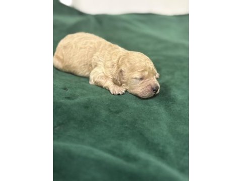 Toy poodle yavrularım rezerveye açıklar