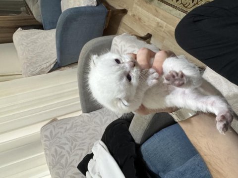 Safkan british longhair yavrularımız