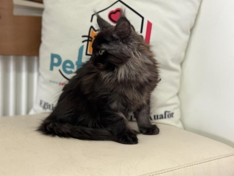 Ankranın en seçkin maine coon yavruları