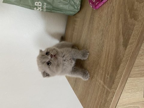 Scottish fold