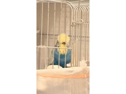 Show jumbo muhabbet kuşu