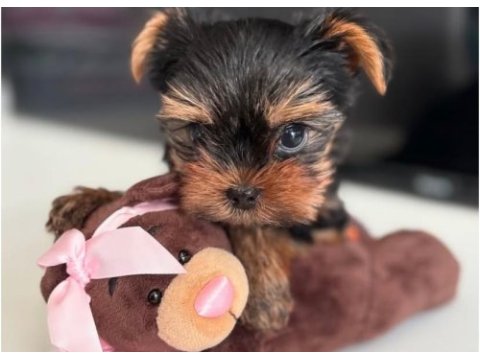 Teacup safkan yorkshire terrier yavruları