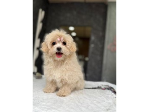 Tea cup maltipoo yavrulari istanbul