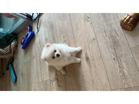 6 aylık erkek pomeranian