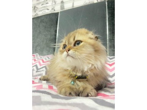 Scottish fold