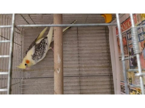 Eşe hazır kızgın dişi pied sultan papağanı