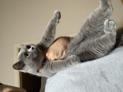 Show kalite safkan british shorthair yavrular