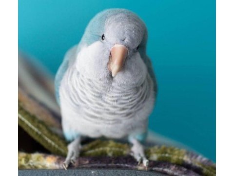 Mavi keşiş papağanları
