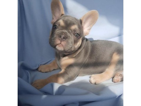 Fluffy, ısabella taşıyıcı exotic french bulldog erkekler