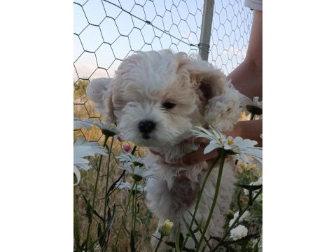 Dişi maltipoo 72 günlük