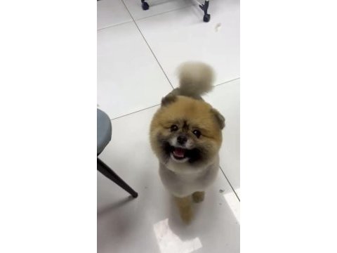 Sınıfının en iyisi pomeranian