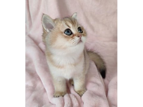 Şafkan british shorthair