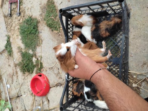 Safkandırlar guinea pig