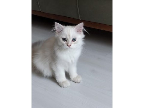 A kalite güzel yavru dişi kedimiz