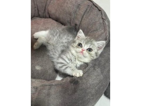 British shorthair yavrular 2 aylık