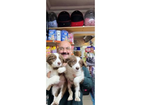 Red white ve red merle border collie yavruları