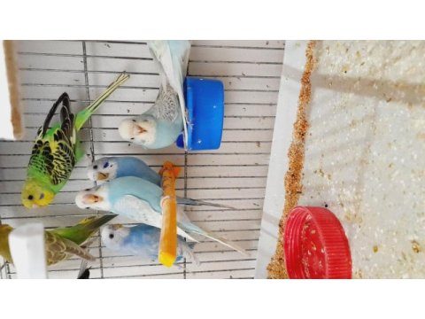 Yavru alıştırmalık muhabbet kuşu