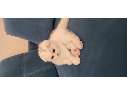 2.5 aylik scottish fold güzellik