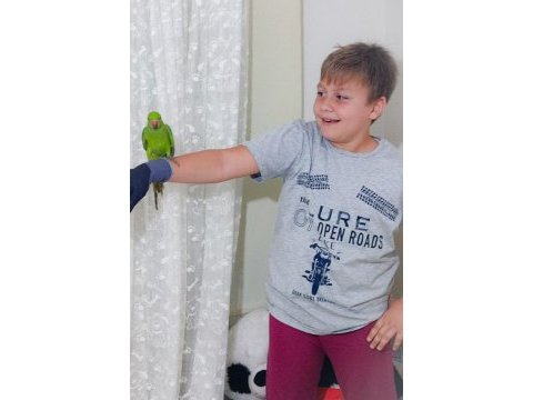 Yavru pakistan papağanları