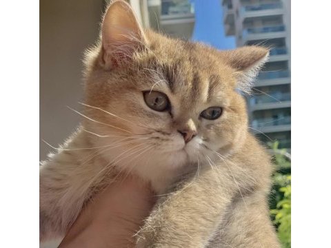 Safkan gold scottish fold yavrular anne baba şecerelidir