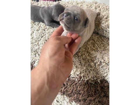 Egzotic french bulldog yavrular
