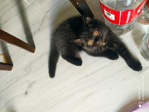 3 aylık oyuncu bebek bagira