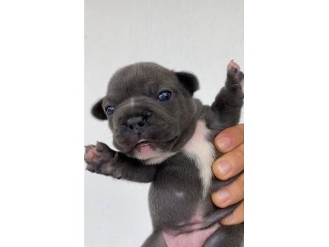 Blue dişi french bulldog yavrular