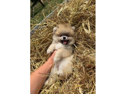 Gülen yüz orange pomeranian boo
