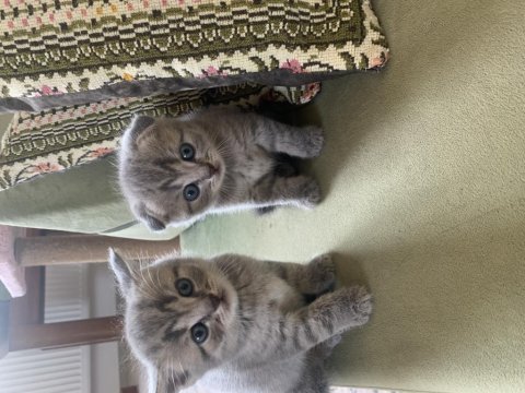 Muhteşem bebeklerimiz british shorthair