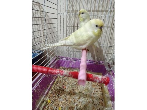 10 adet muhabbet kuşu