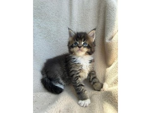 Sağlık ve ırk garantili minik maine coon devler