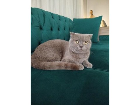 Dişi scottish fold kedisi