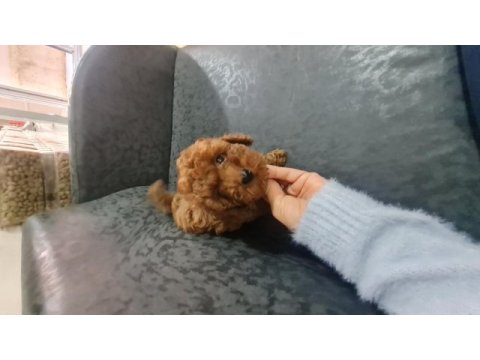 Toy poodle erkek