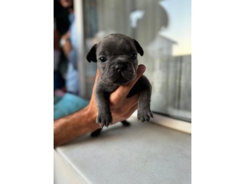 Mükemmel anatomi blue ve blue taşıcı french bulldog evlatlar