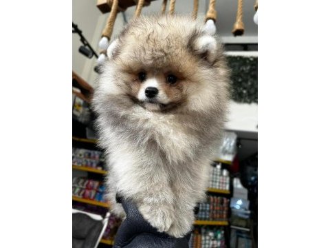 3.5 aylık dişi pomeranian köpeğimiz
