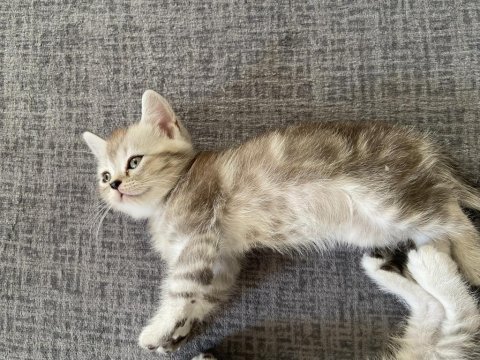 British shorthair