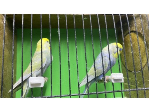 Rainbow eş muhabbet kuşu takımlar