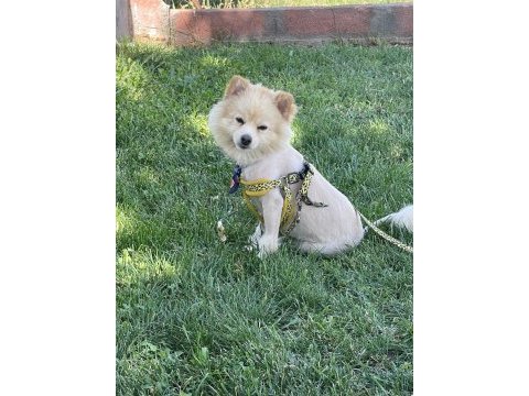 Malatya da 1.5 yaşında pomeranian