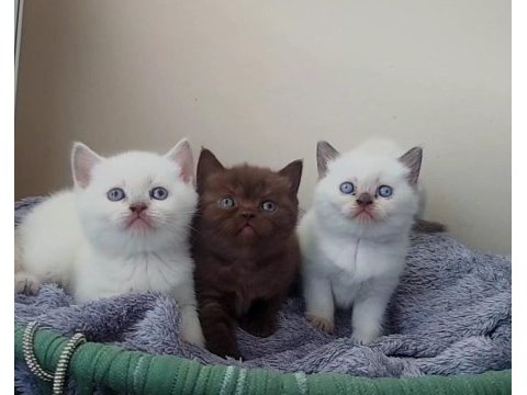 Çok tatlı british shorthair yavrularımız