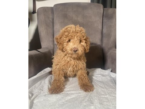 1 no erkek maltıpoo oğlumuz