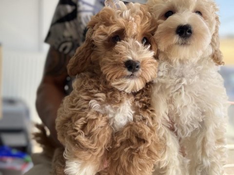 Petmode köpek çiftliğinden maltipoo yavrular
