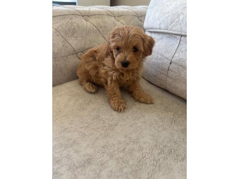 Teacup maltipoo köpekler