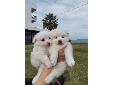 Kar beyaz pomeranian yavrular