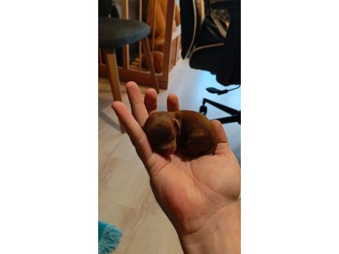 Teacup mikro poodle bebeklerimiz