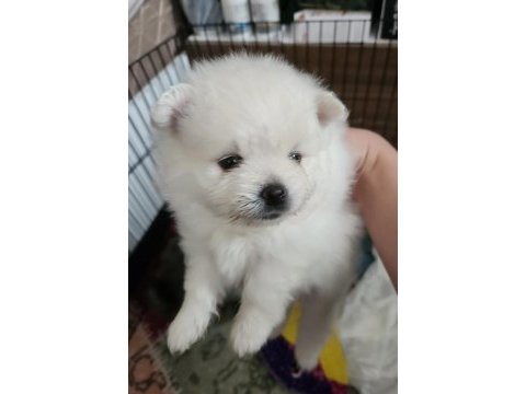 Pomeranian kaçmayacak fırsat