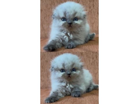 Minik scottish fold longhair prenses